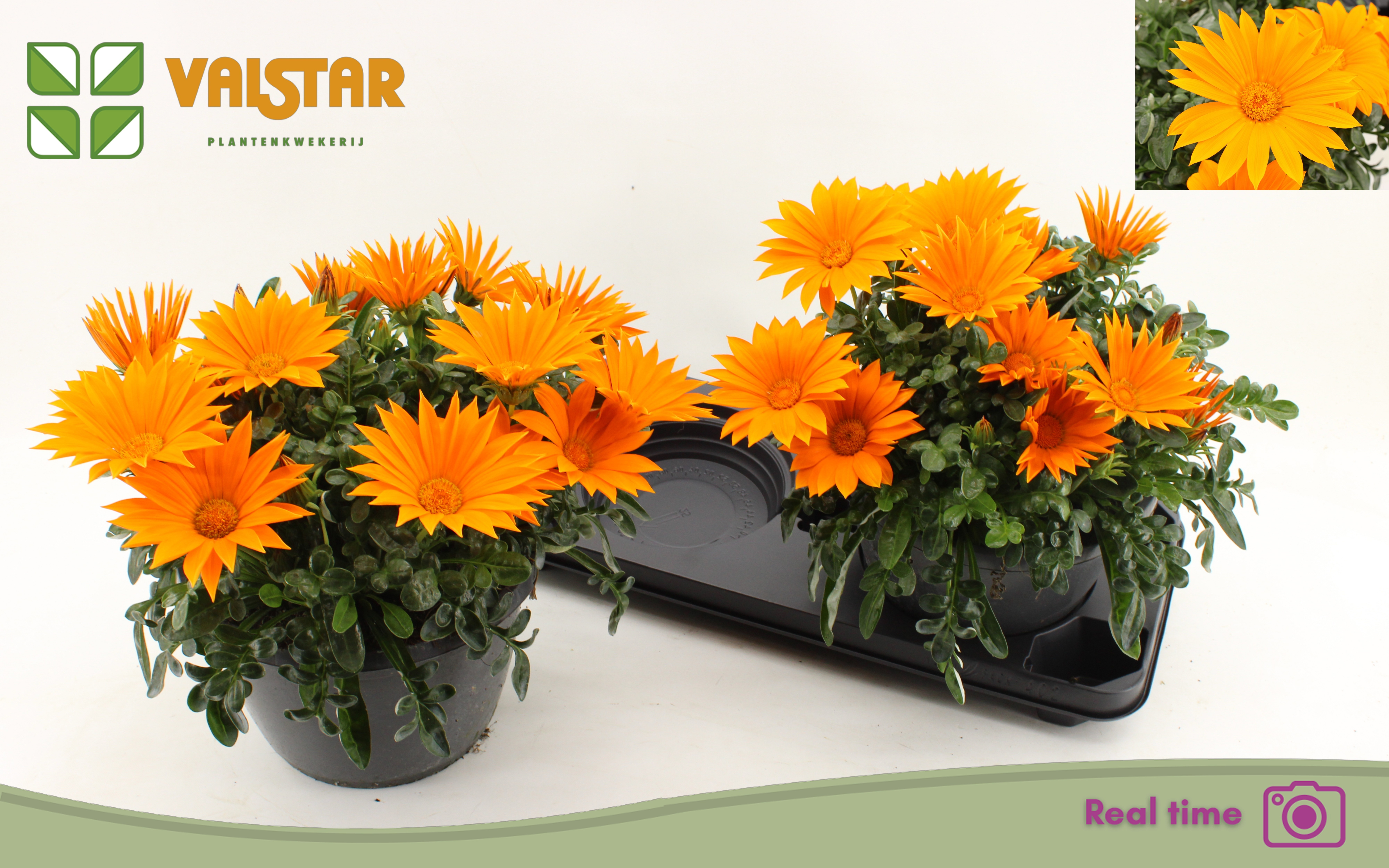 Горшечные цветы и растения оптом Gaz R Deep Orange от 2шт из Голландии с доставкой по России