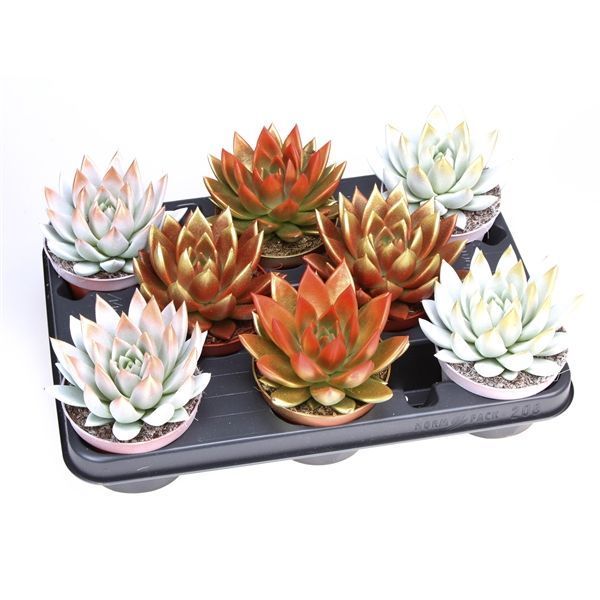 Горшечные цветы и растения оптом Echeveria Christmas Mix от 8шт из Голландии с доставкой по России