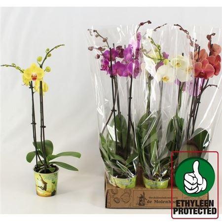 Горшечные цветы и растения оптом Phal Gem 4 Kl 2 Branche 16+ от 6шт из Голландии с доставкой по России