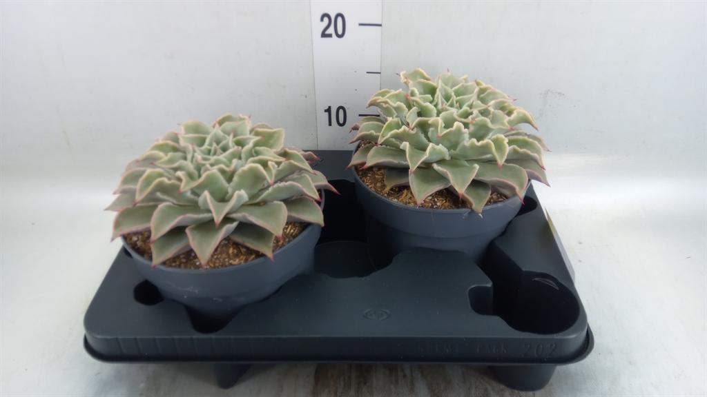 Горшечные цветы и растения оптом Echeveria   ... от 2шт из Голландии с доставкой по России