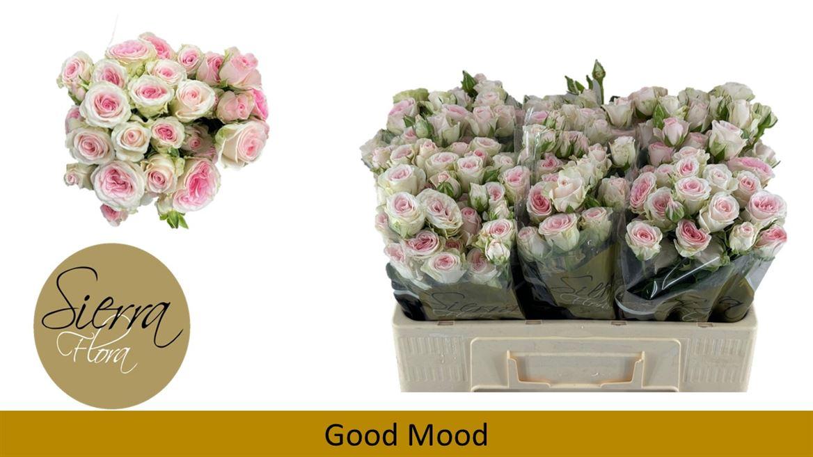 Срезанные цветы оптом Rosa spray good mood от 40шт из Голландии с доставкой по России