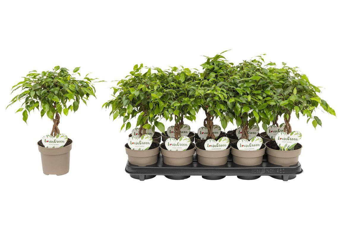 Горшечные цветы и растения оптом Ficus Be Tarana Twisted Stem от 10шт из Голландии с доставкой по России