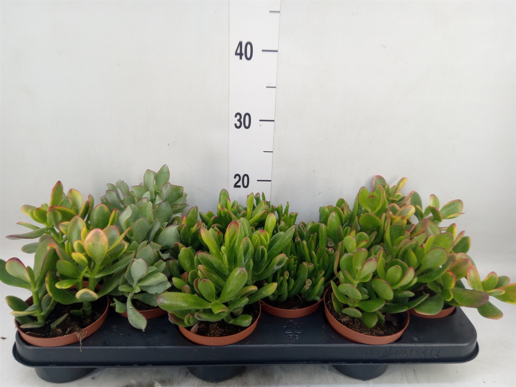 Горшечные цветы и растения оптом Crassula   ...mix от 12шт из Голландии с доставкой по России