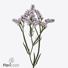 Срезанные цветы оптом Statice tessa lavender от 25шт из Голландии с доставкой по России