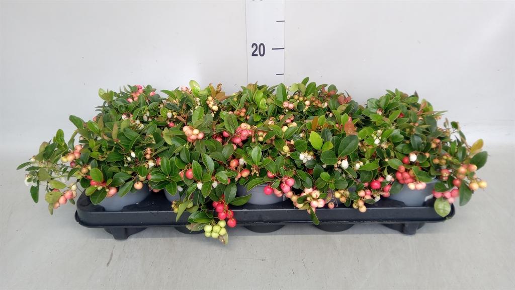 Горшечные цветы и растения оптом Gaultheria Proc. от 10шт из Голландии с доставкой по России