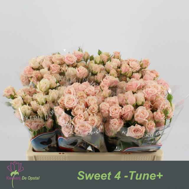 Срезанные цветы оптом Rosa sp sweet 4 tune от 40шт из Голландии с доставкой по России