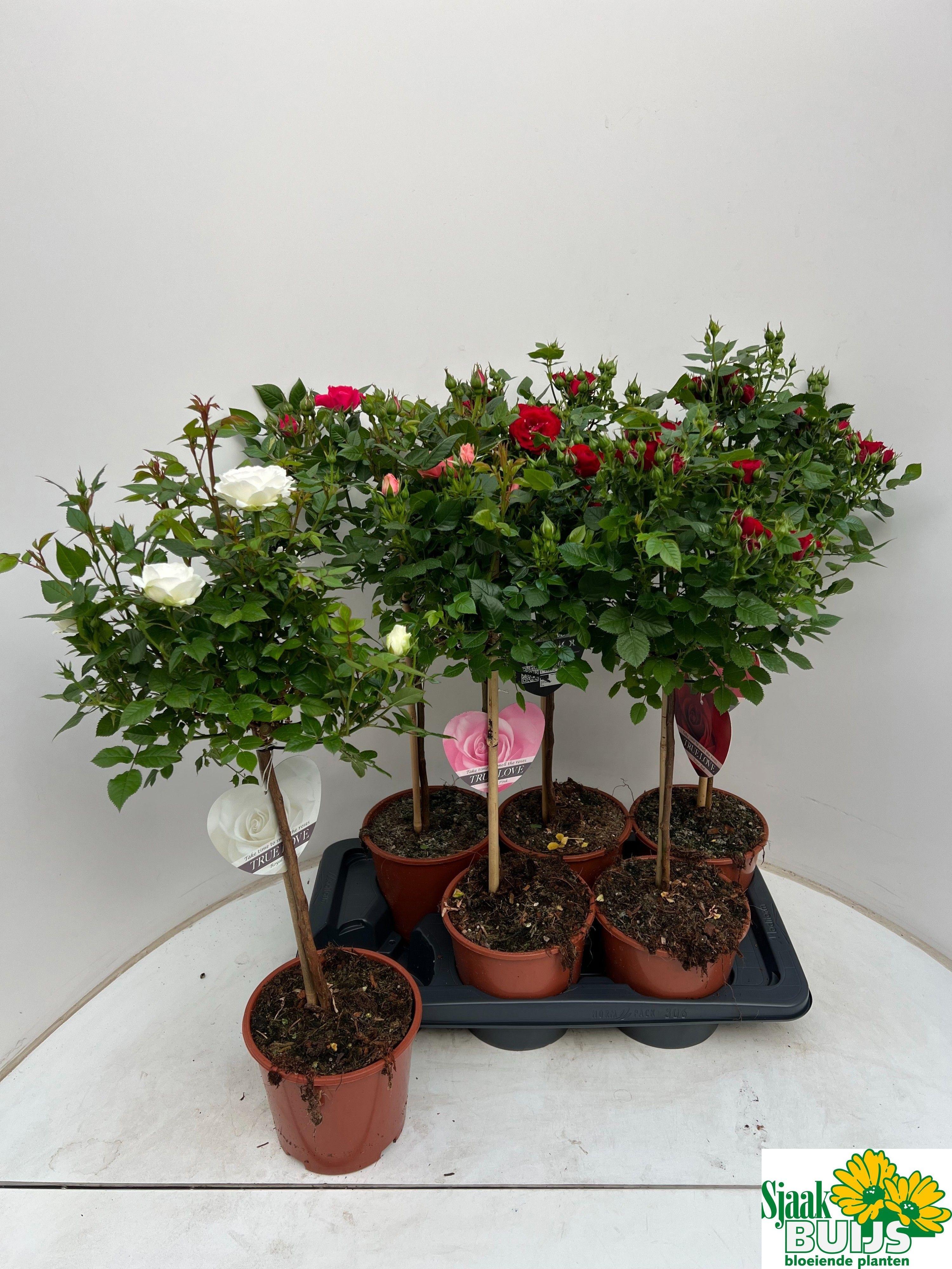 Горшечные цветы и растения оптом Ro Gem от 6шт из Голландии с доставкой по России