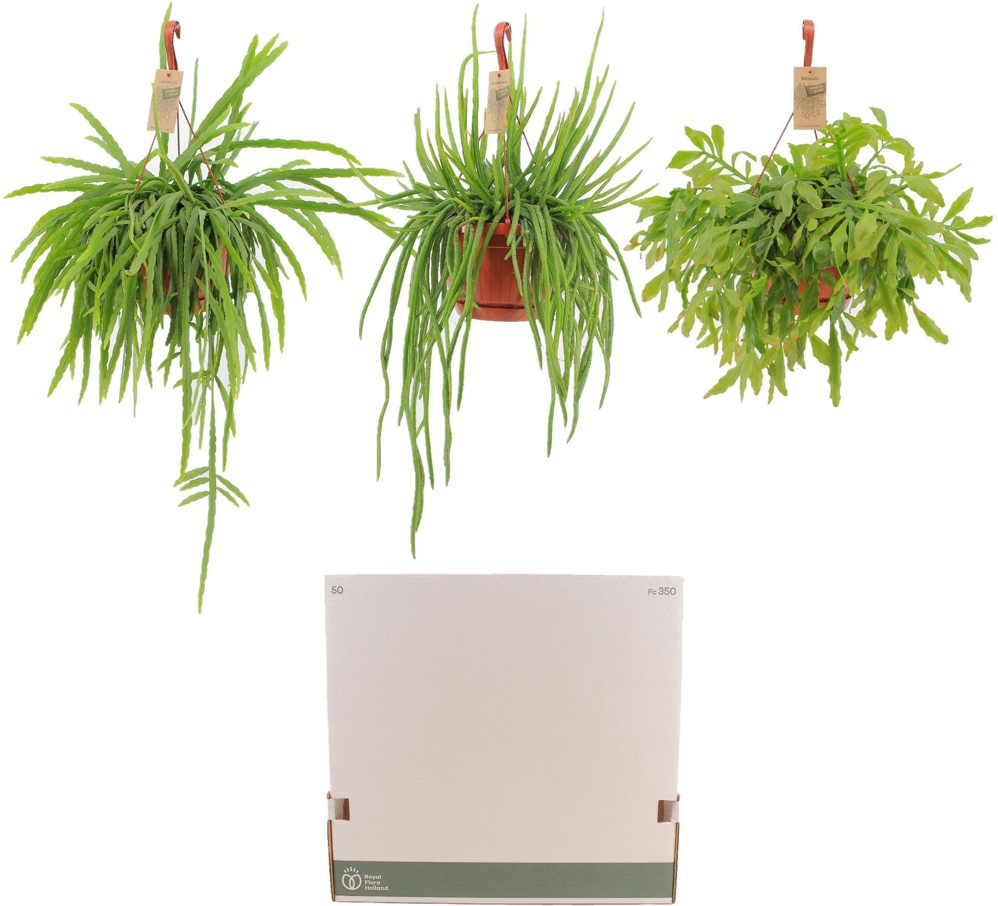 Горшечные цветы и растения оптом Rhipsalis Gem от 3шт из Голландии с доставкой по России