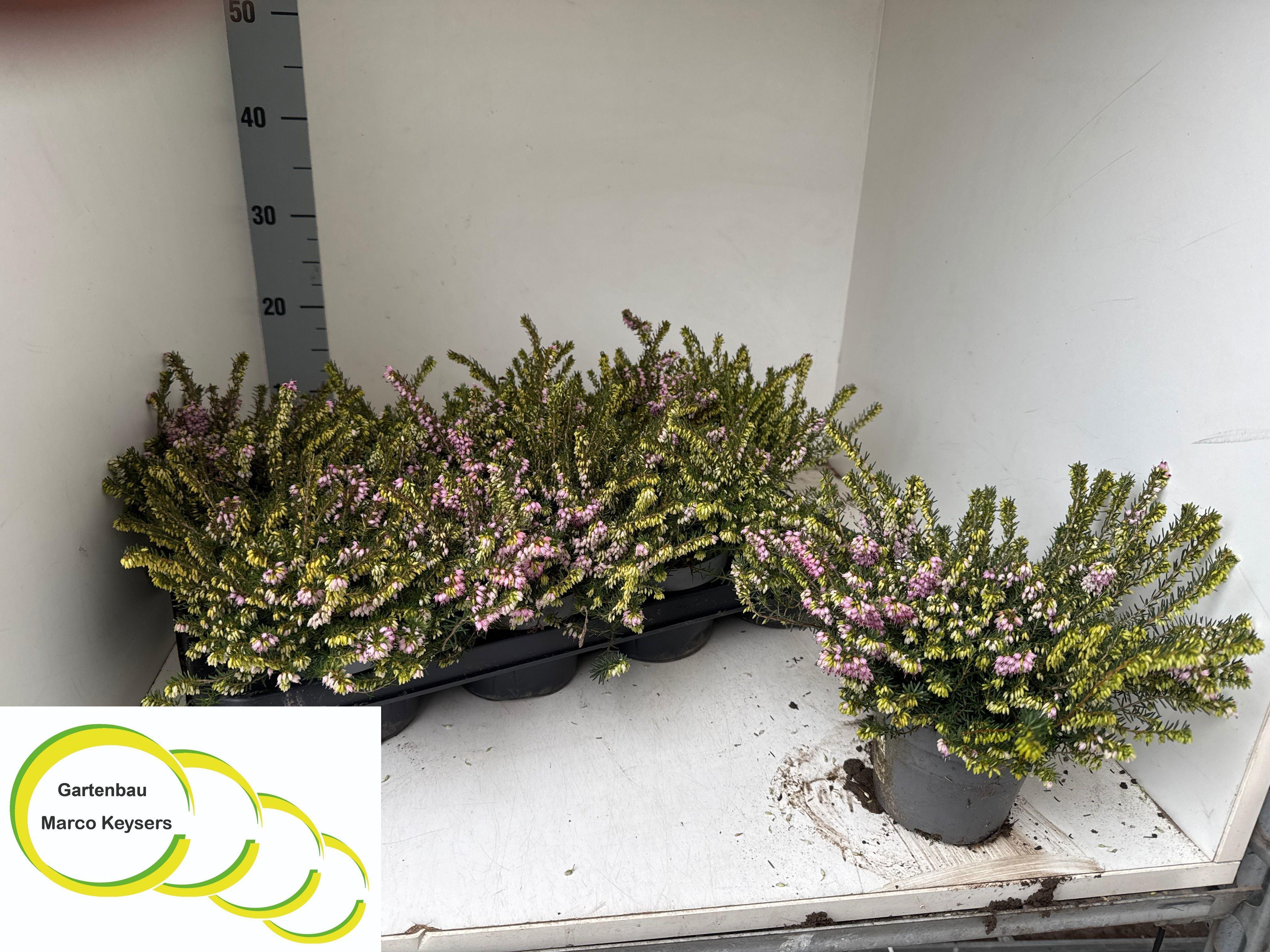 Горшечные цветы и растения оптом Eric Da Darley Dale P12 от 8шт из Голландии с доставкой по России