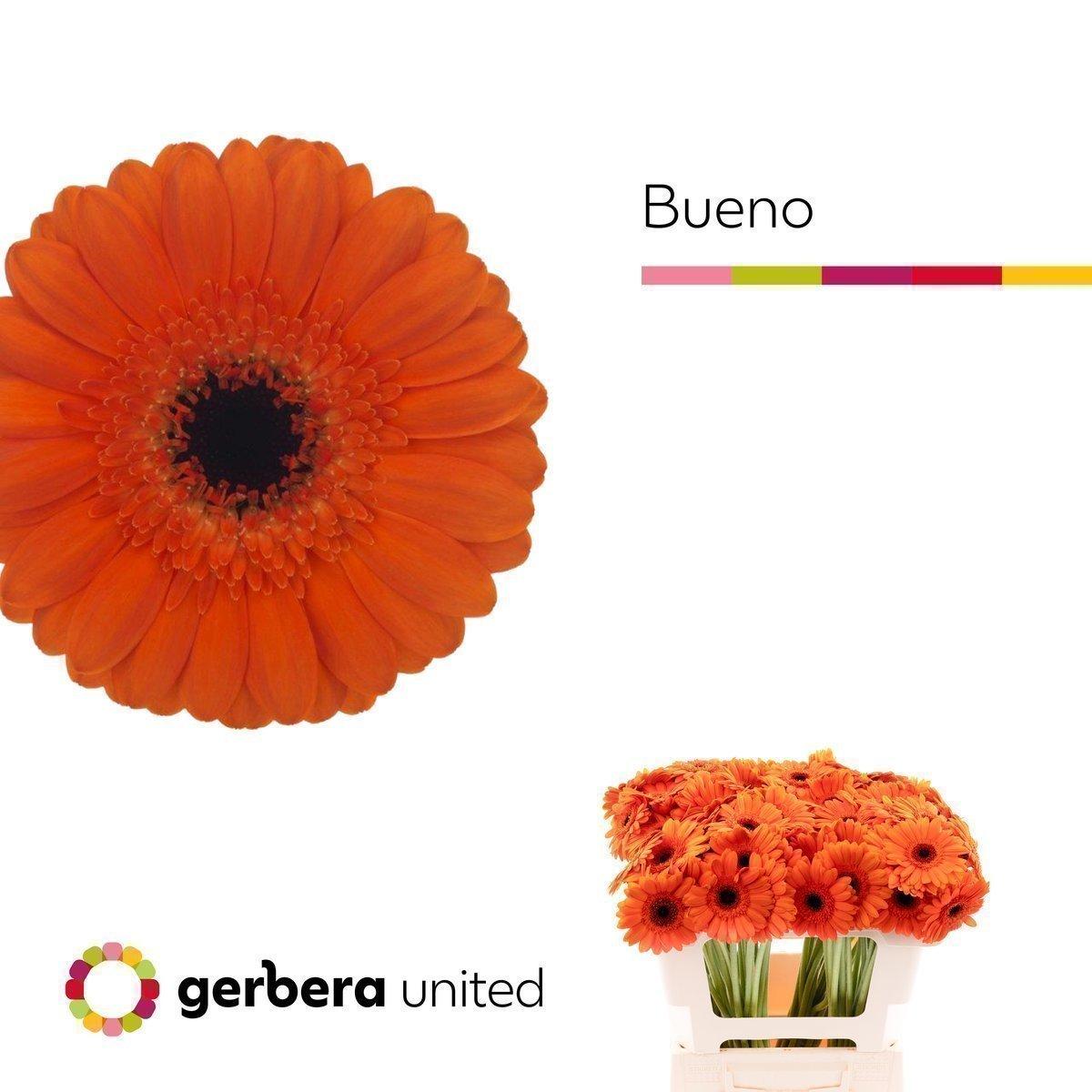 Срезанные цветы оптом Germini bueno от 80шт из Голландии с доставкой по России