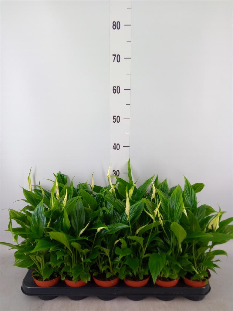 Горшечные цветы и растения оптом Spath Chopin 5+ от 18шт (для телеги) из Голландии с доставкой по России