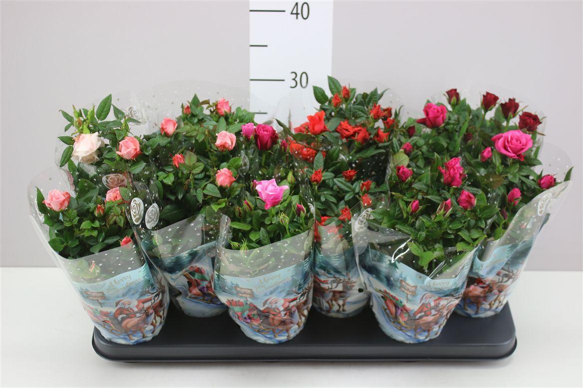 Горшечные цветы и растения оптом Rosa Star Roses Gemengd от 12шт из Голландии с доставкой по России Горшечные цветы и растения оптом Rosa Star Roses Gemengd от 12шт из Голландии с доставкой по России