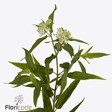 Срезанные цветы оптом Asclepias ice ballet от 50шт из Голландии с доставкой по России Срезанные цветы оптом Asclepias ice ballet от 50шт из Голландии с доставкой по России