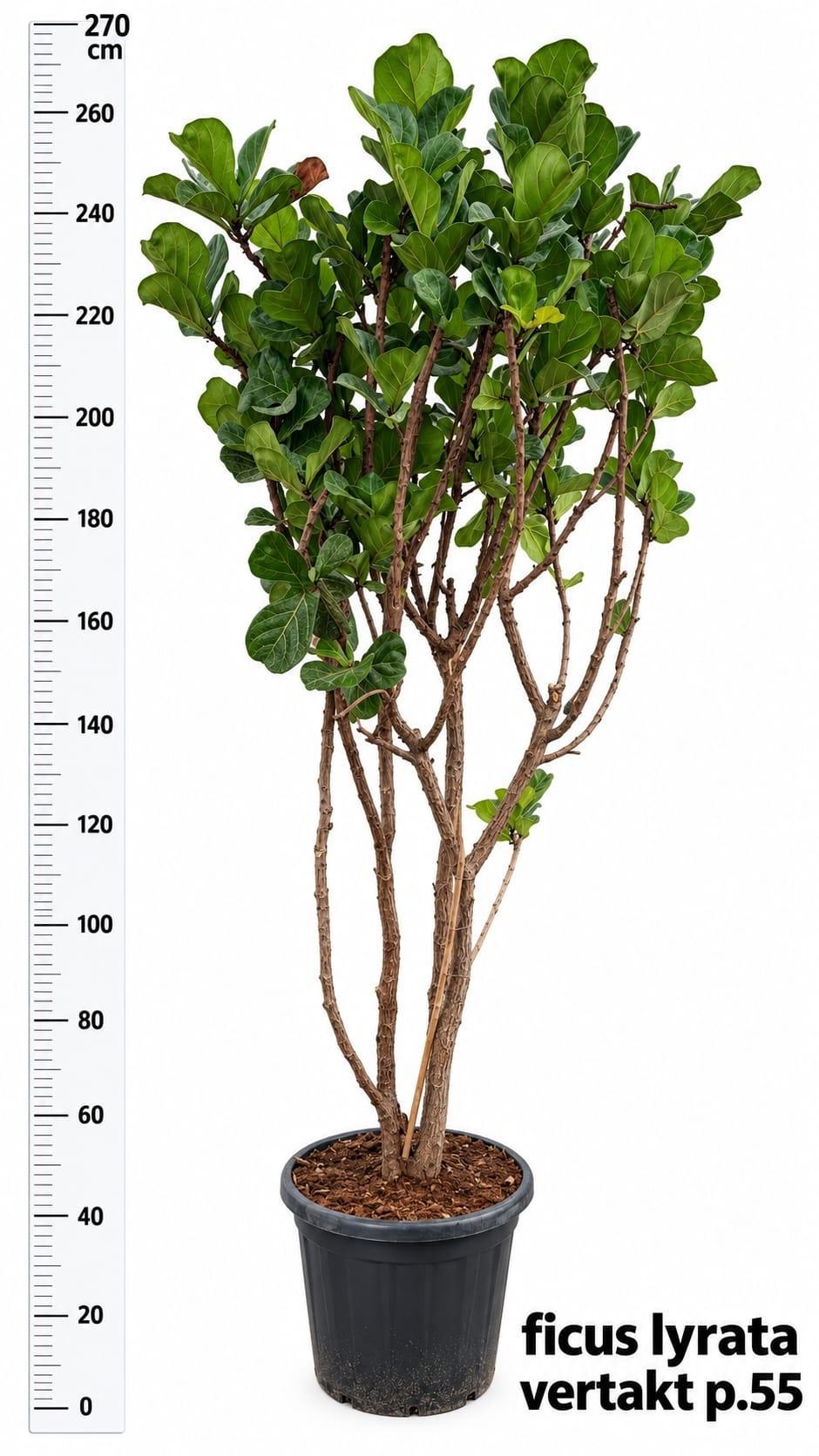 Горшечные цветы и растения оптом Ficus Lyrata от 1шт из Голландии с доставкой по России