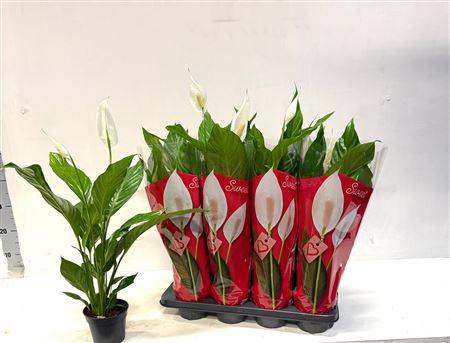 Горшечные цветы и растения оптом Spath Sweet Benito 2+ от 8шт из Голландии с доставкой по России