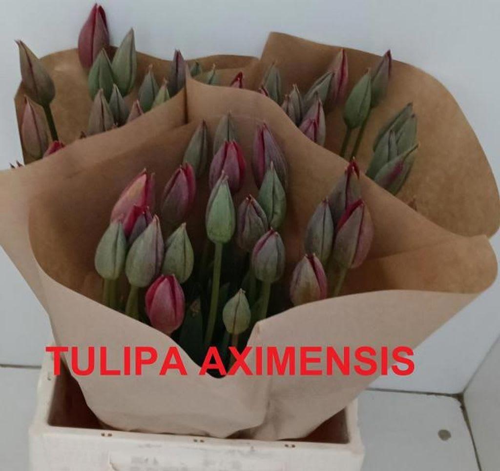 Срезанные цветы оптом Clusiana Aximensis от 60шт из Голландии с доставкой по России