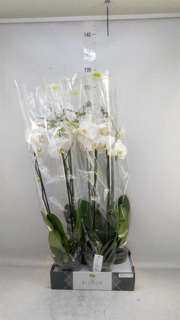 Горшечные цветы и растения оптом Phalaenopsis   ...white от 4шт из Голландии с доставкой по России