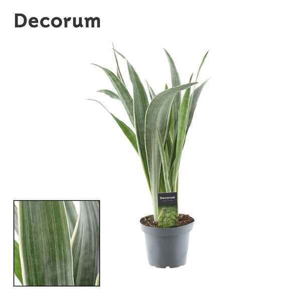 Горшечные цветы и растения оптом Sansevieria Aubrytniana Metallica (decorum) от 7шт из Голландии с доставкой по России