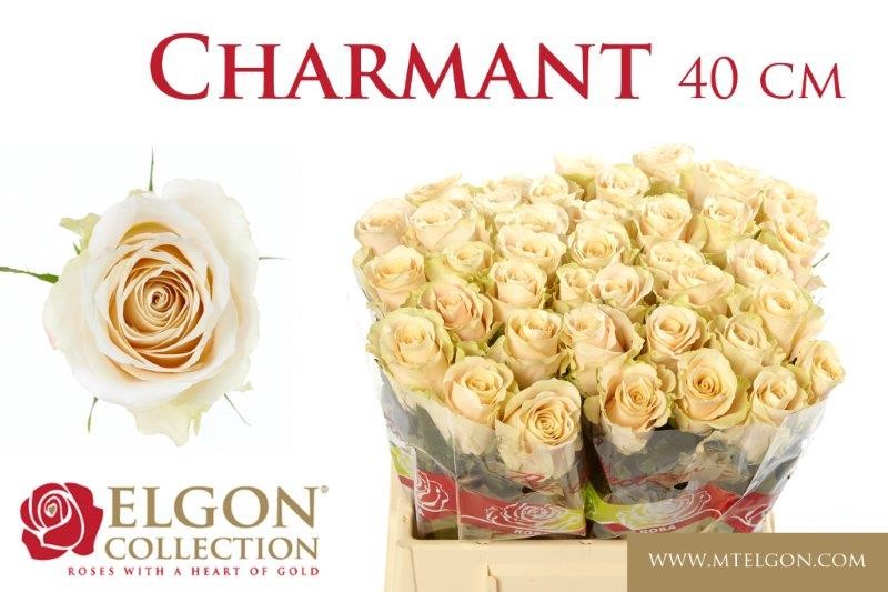 Срезанные цветы оптом Rosa large charmant от 40шт.. из Голландии с доставкой по России