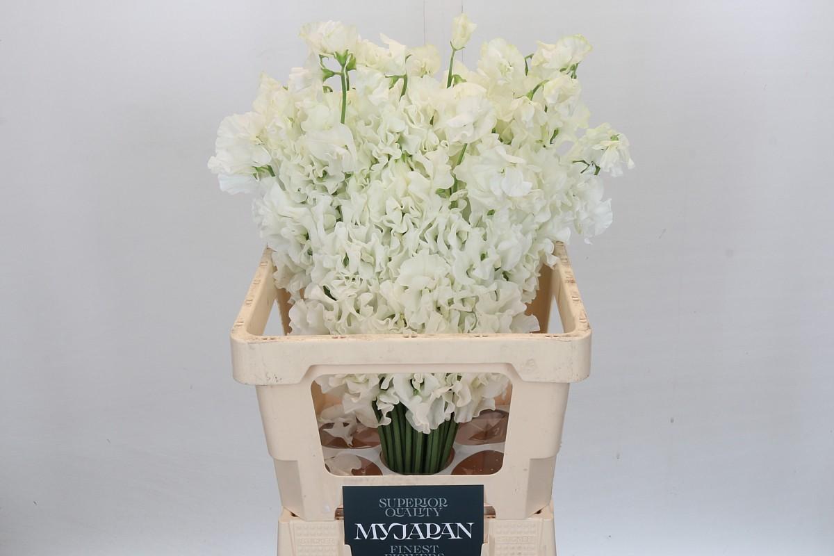 Срезанные цветы оптом Lathyrus od white от 50шт из Голландии с доставкой по России