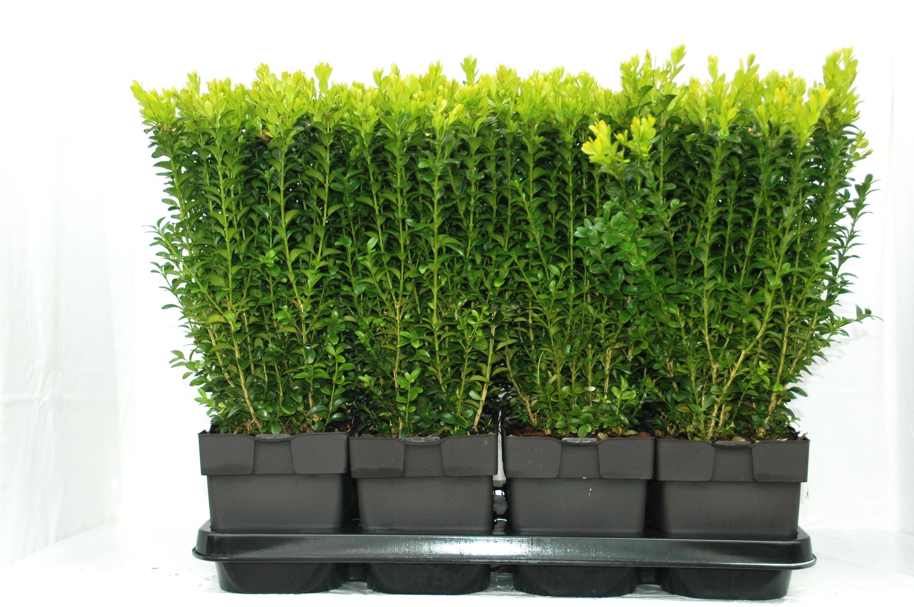 Горшечные цветы и растения оптом Buxus Sempervirens Struik от 6шт из Голландии с доставкой по России