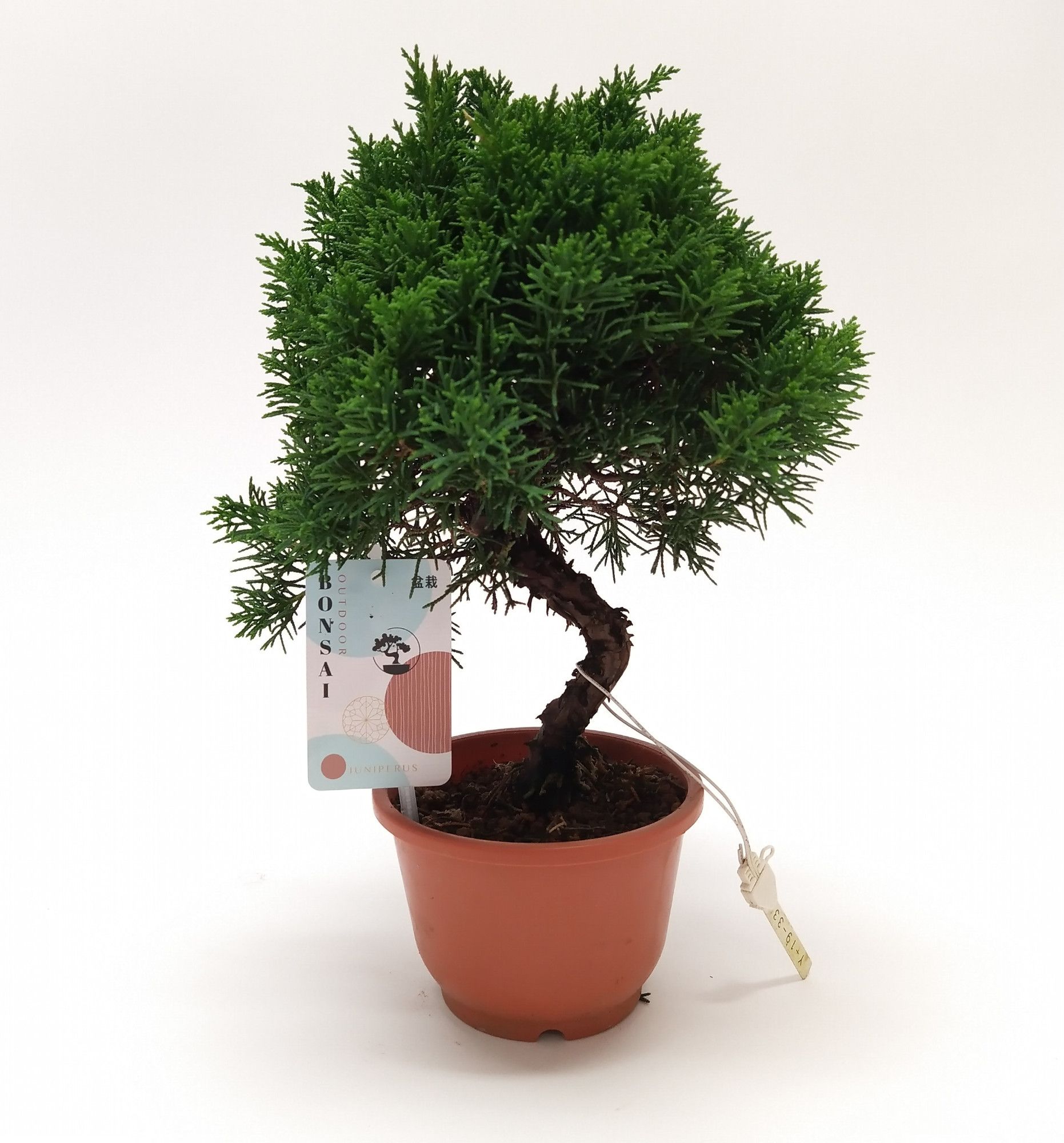 Горшечные цветы и растения оптом Bonsai Juniperus от 1шт из Голландии с доставкой по России