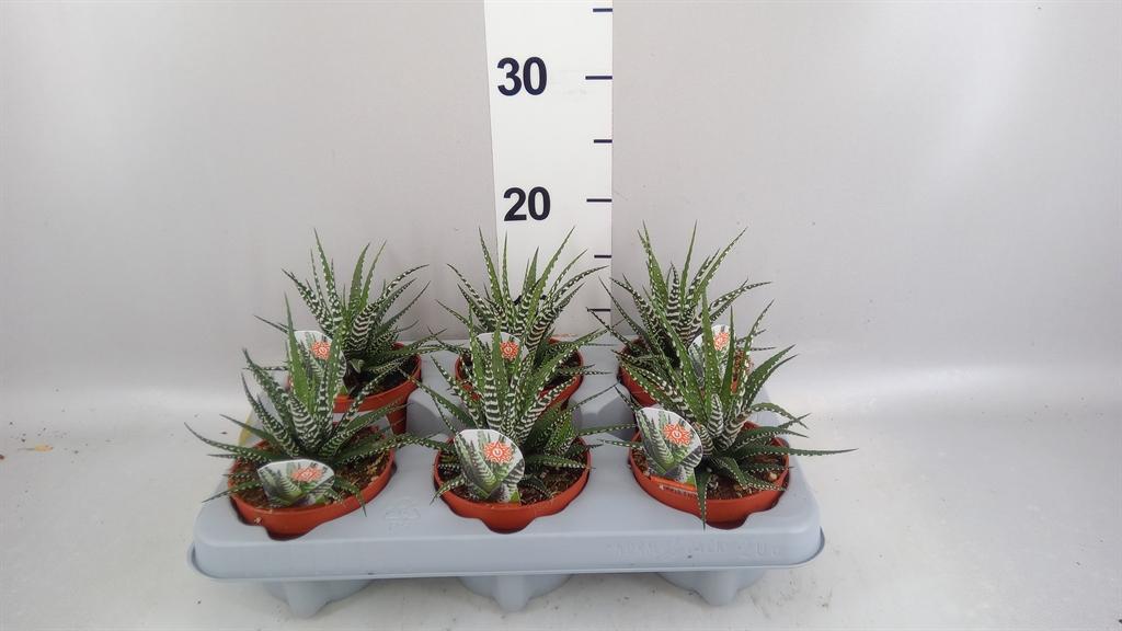 Горшечные цветы и растения оптом Haworthia Fasciata big Band от 6шт из Голландии с доставкой по России