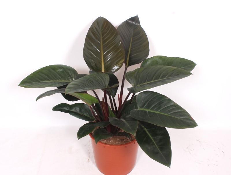 Горшечные цветы и растения оптом Philodendron Congo Red от 1шт из Голландии с доставкой по России