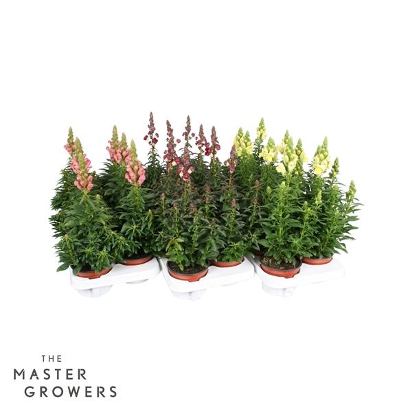 Горшечные цветы и растения оптом Antirrhinum Majus Mix от 8шт из Голландии с доставкой по России