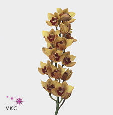 Срезанные цветы оптом Cymbidium orange favorit от 6шт. из Голландии с доставкой по России