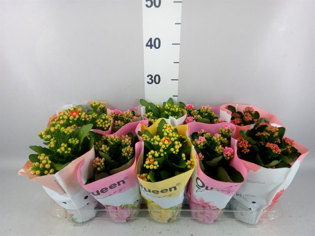 Горшечные цветы и растения оптом Kalanchoe Blos. ..rosebud Mix Gr от 10шт из Голландии с доставкой по России