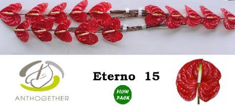 Срезанные цветы оптом Anthurium eterno от 15шт из Голландии с доставкой по России