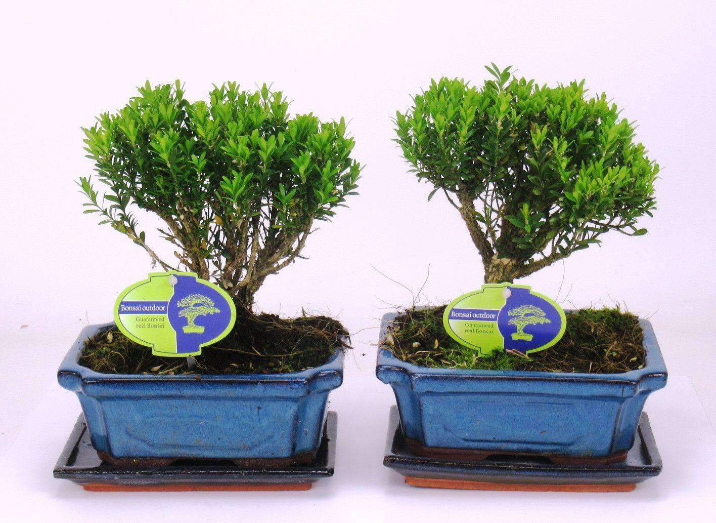 Горшечные цветы и растения оптом Bonsai Buxus Harlandii, With Driptray от 6шт из Голландии с доставкой по России
