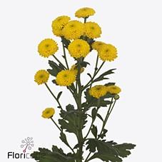 Срезанные цветы оптом Chrys sa maverick sunny от 75шт из Голландии с доставкой по России