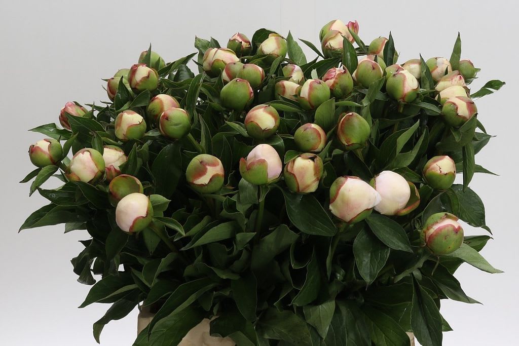 Срезанные цветы оптом Paeonia festiva maxima от 50шт из Голландии с доставкой по России