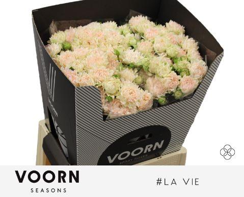 Срезанные цветы оптом Rosa spray #la vie от 20шт из Голландии с доставкой по России