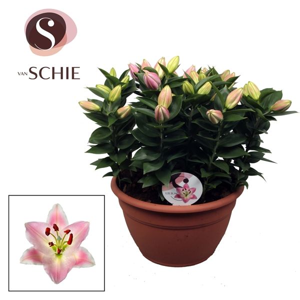 Горшечные цветы и растения оптом Lilium Or Rascal Souvenir Xl 15pp от 1шт из Голландии с доставкой по России