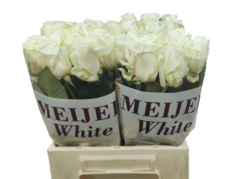 Срезанные цветы оптом Rosa large avalanche+ Meijer White от 40шт из Голландии с доставкой по России