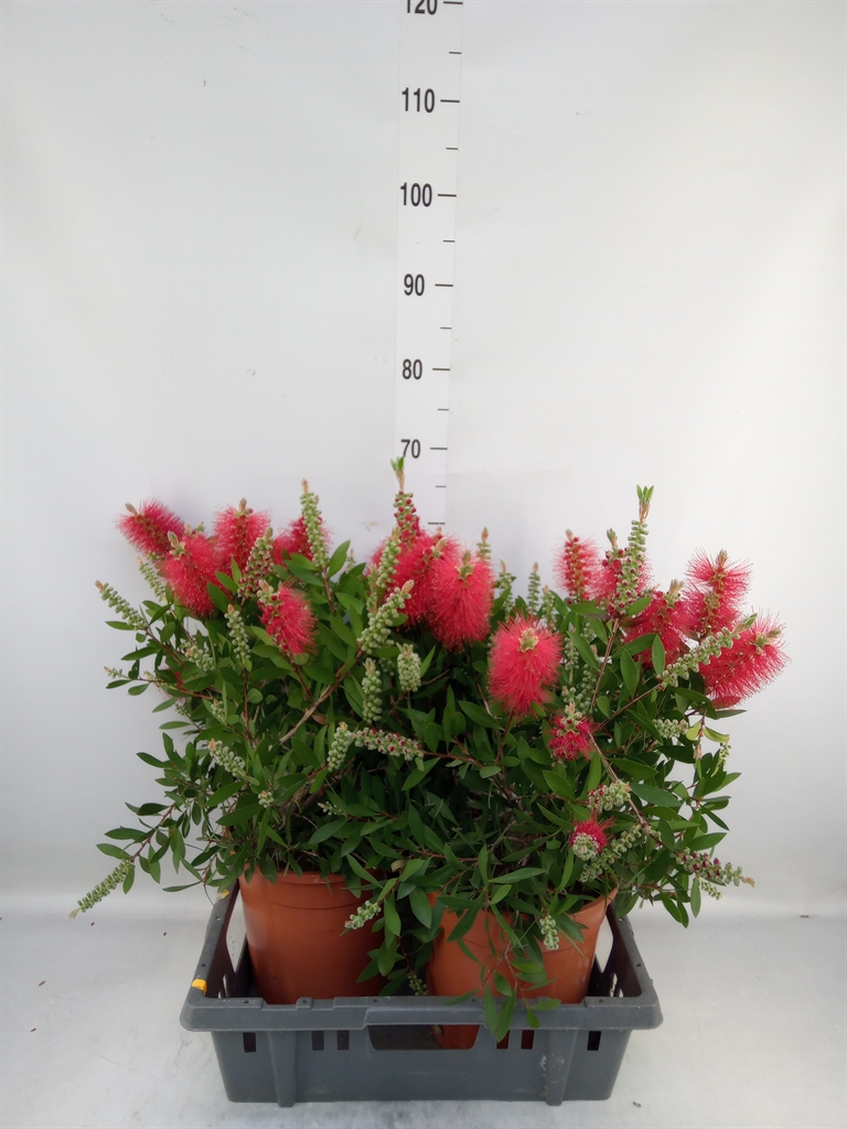 Горшечные цветы и растения оптом Callistemon Citrinus от 2шт из Голландии с доставкой по России