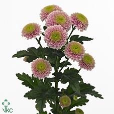 Срезанные цветы оптом Chrys sa jeanny от 75шт из Голландии с доставкой по России