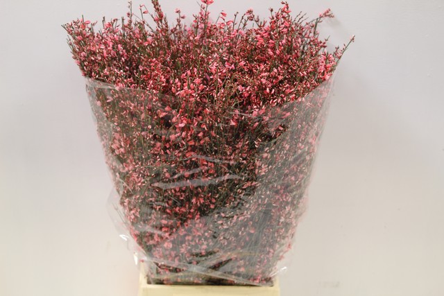 Срезанные цветы оптом Genista paint red от 10шт. из Голландии с доставкой по России