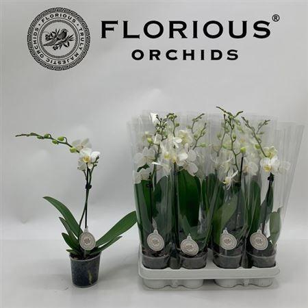 Горшечные цветы и растения оптом Phal Ov Wit 1 Branche 9+ от 12шт (для телеги) из Голландии с доставкой по России
