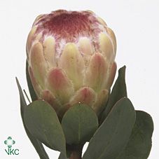 Срезанные цветы оптом Protea grandicolor от 20шт из Голландии с доставкой по России