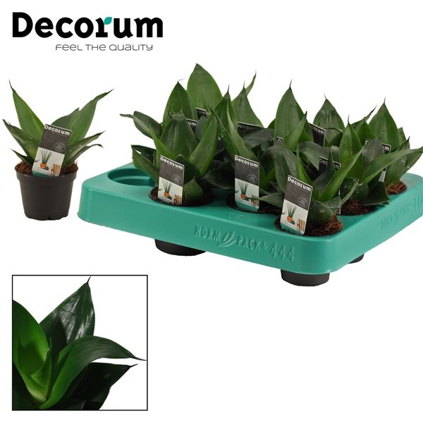 Горшечные цветы и растения оптом Sansevieria Hahnii Black Jade (decorum) от 14шт из Голландии с доставкой по России