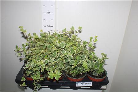 Горшечные цветы и растения оптом Hed He White Wonder от 8шт из Голландии с доставкой по России