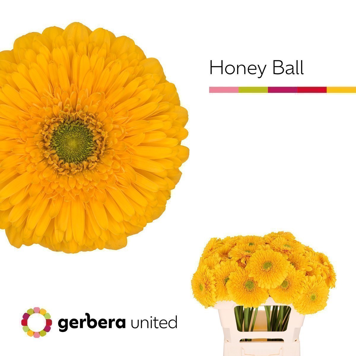Срезанные цветы оптом Gerbera honey ball от 40шт из Голландии с доставкой по России