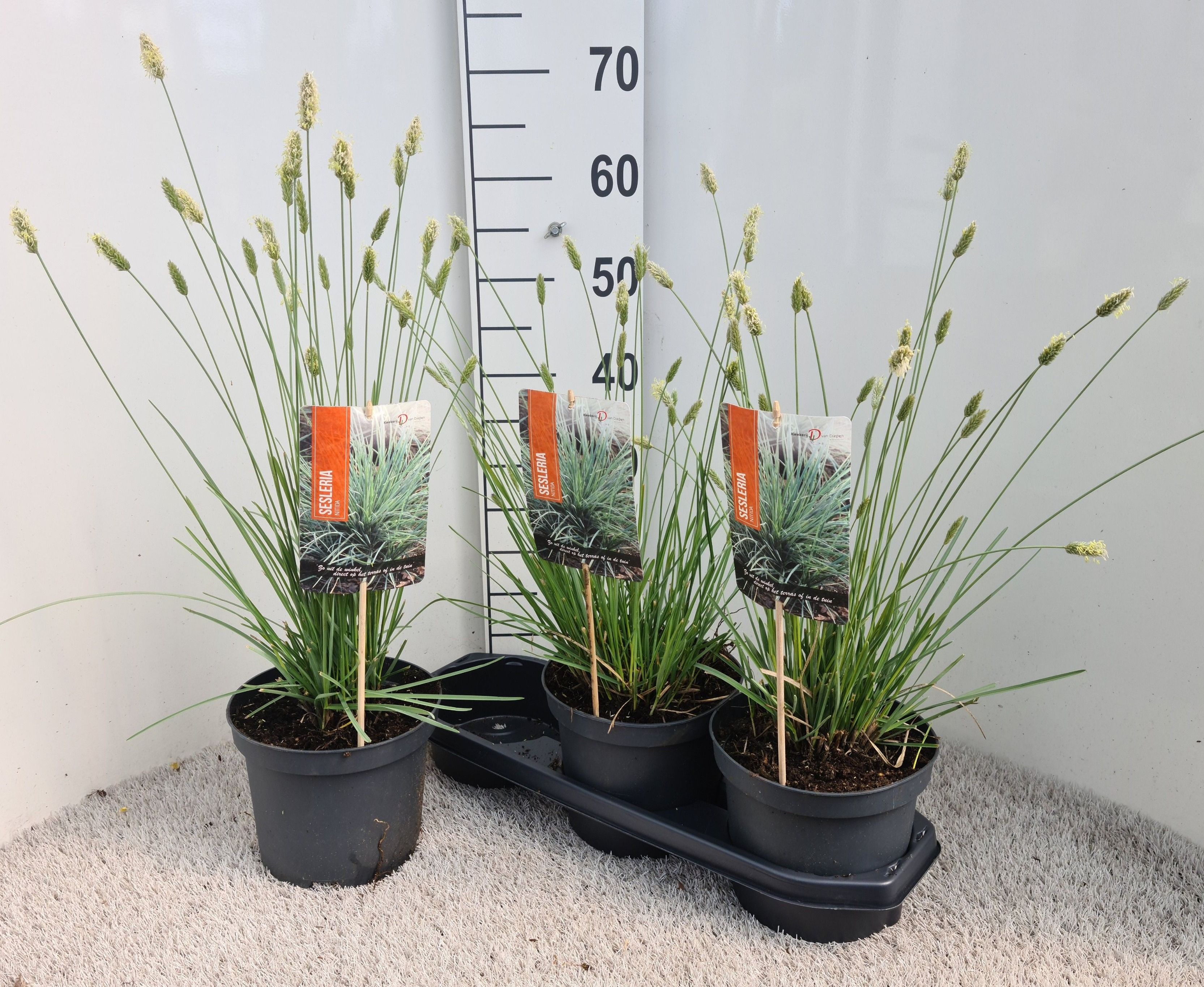 Горшечные цветы и растения оптом Sesleria Nitida от 3шт из Голландии с доставкой по России