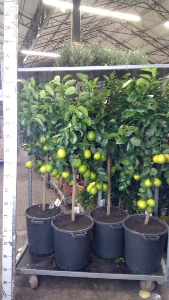 Горшечные цветы и растения оптом Citrus Limon от 1шт (для телеги) из Голландии с доставкой по России