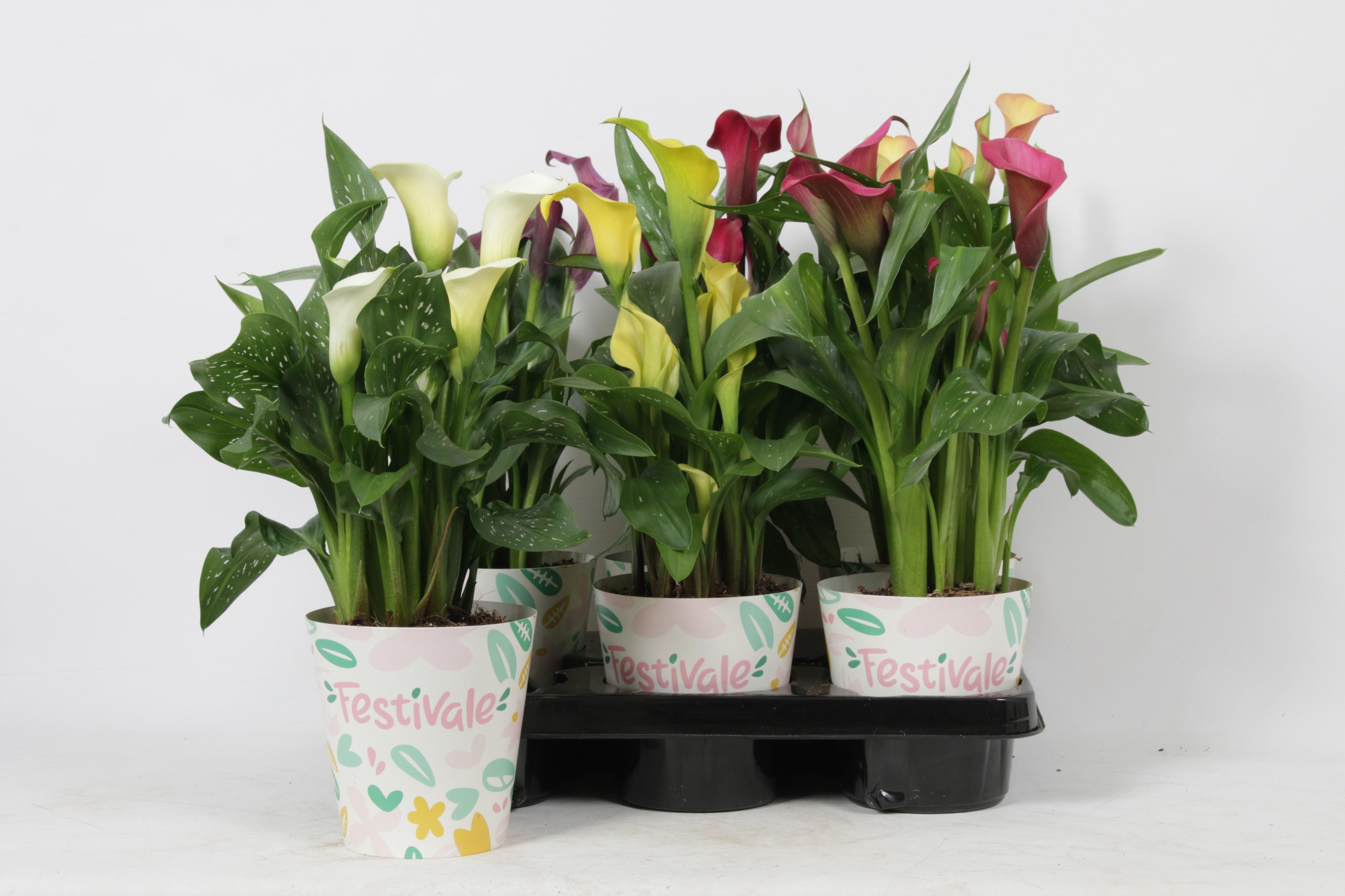 Горшечные цветы и растения оптом Zant Gem от 6шт'' из Голландии с доставкой по России