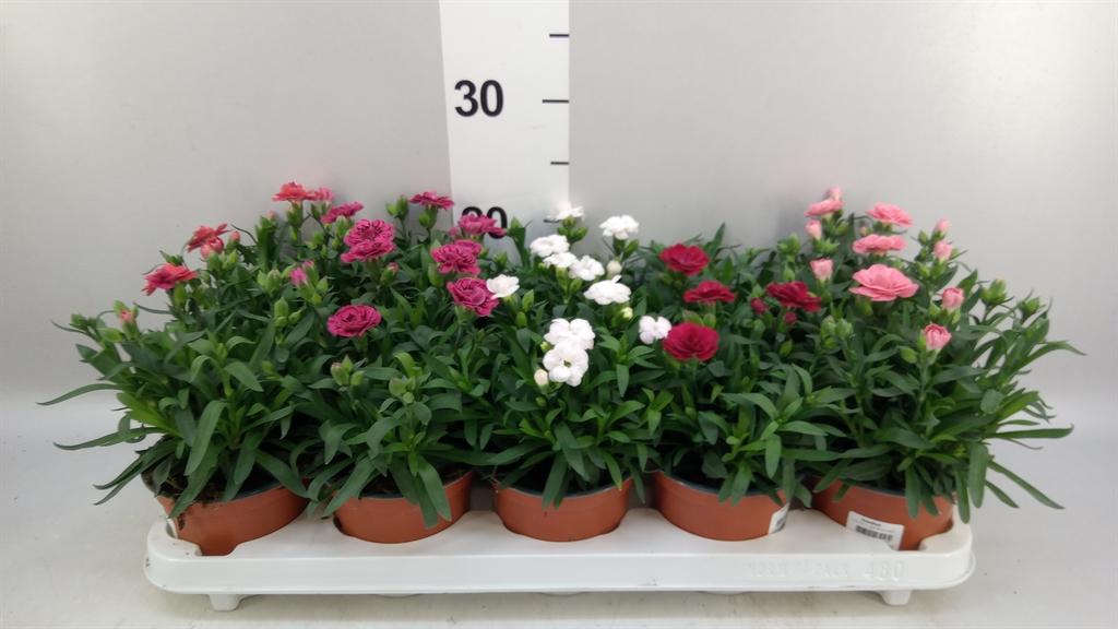 Горшечные цветы и растения оптом Dianthus oscar ...mix от 10шт из Голландии с доставкой по России